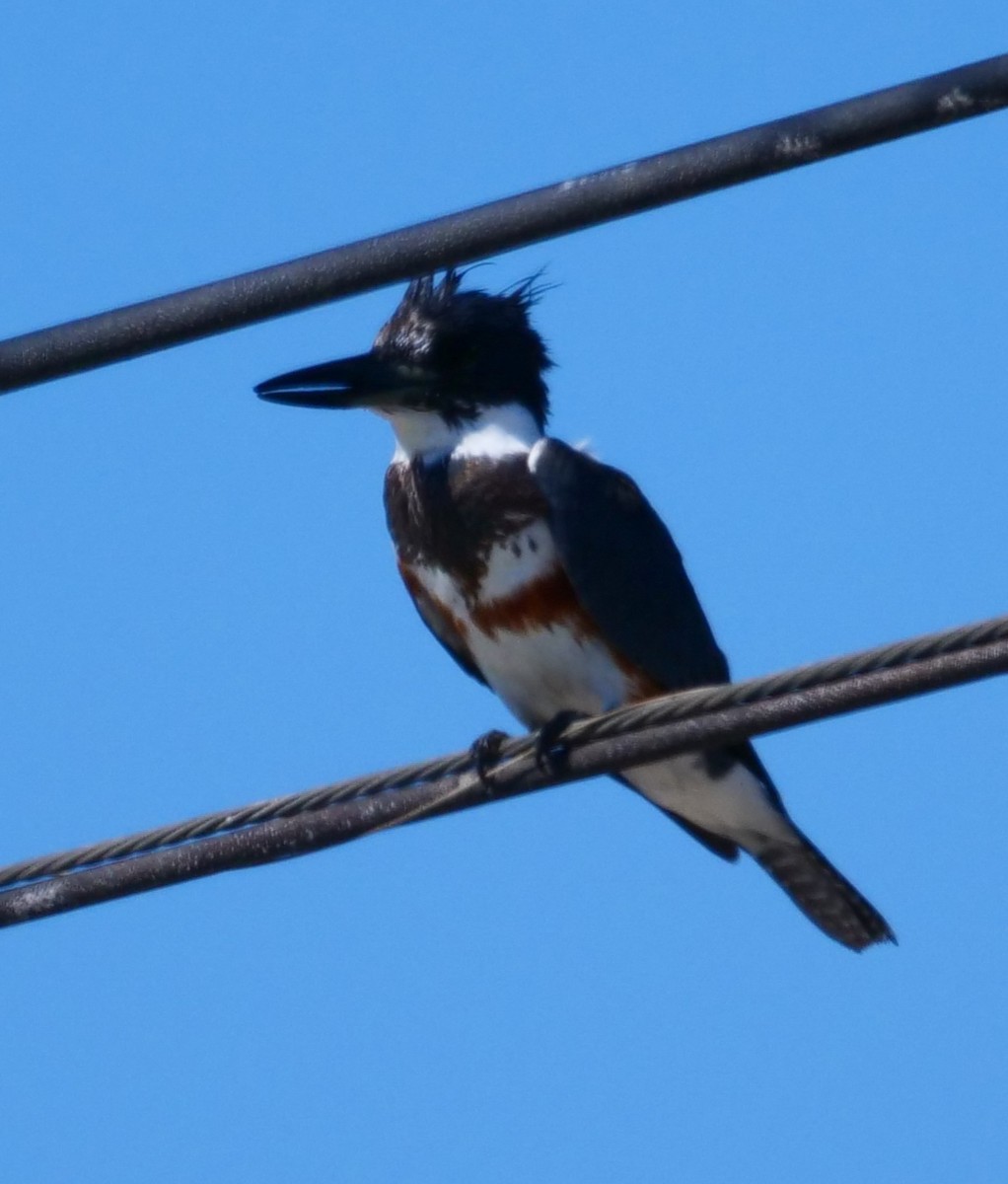 Belted Kingfisher - ML538105251