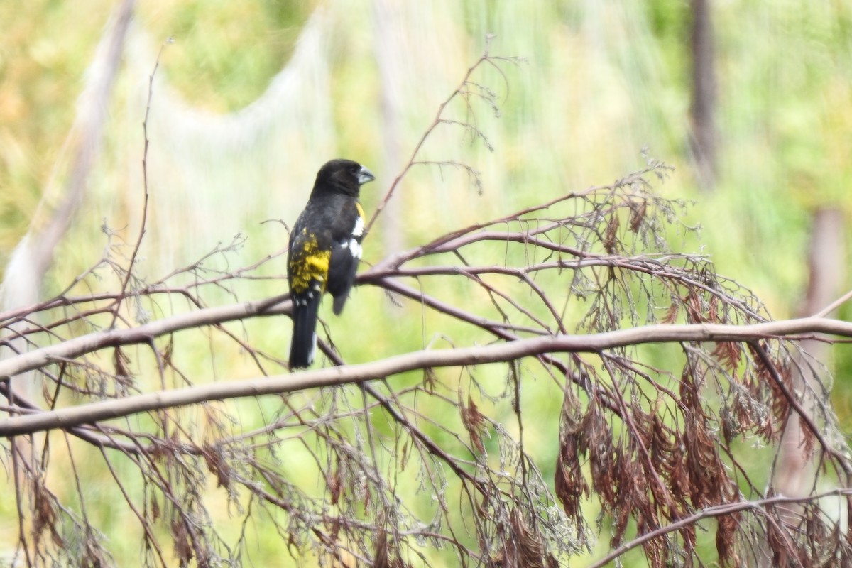 Black-backed Grosbeak - Felipe Velasco