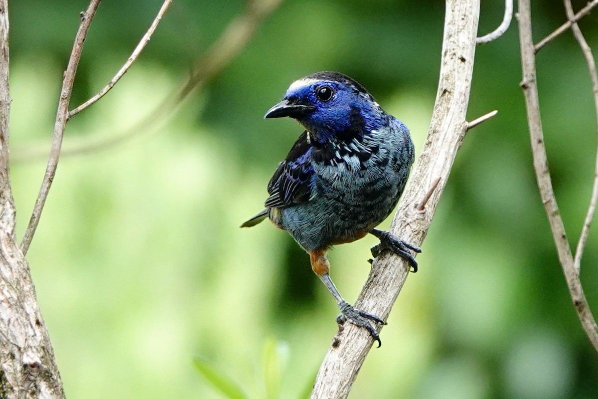 Opal-rumped Tanager (Silver-breasted) - ML538106701