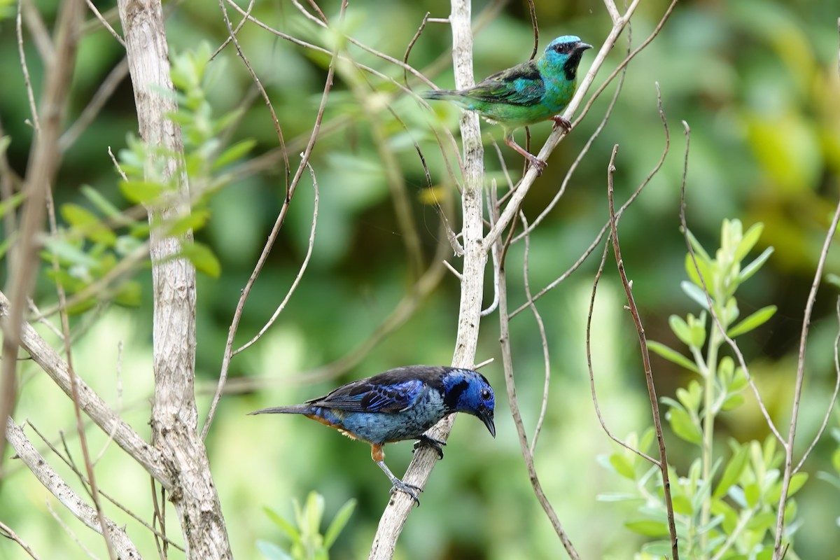 Opal-rumped Tanager (Silver-breasted) - ML538106711