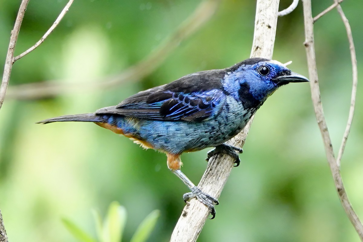 Opal-rumped Tanager (Silver-breasted) - ML538106731