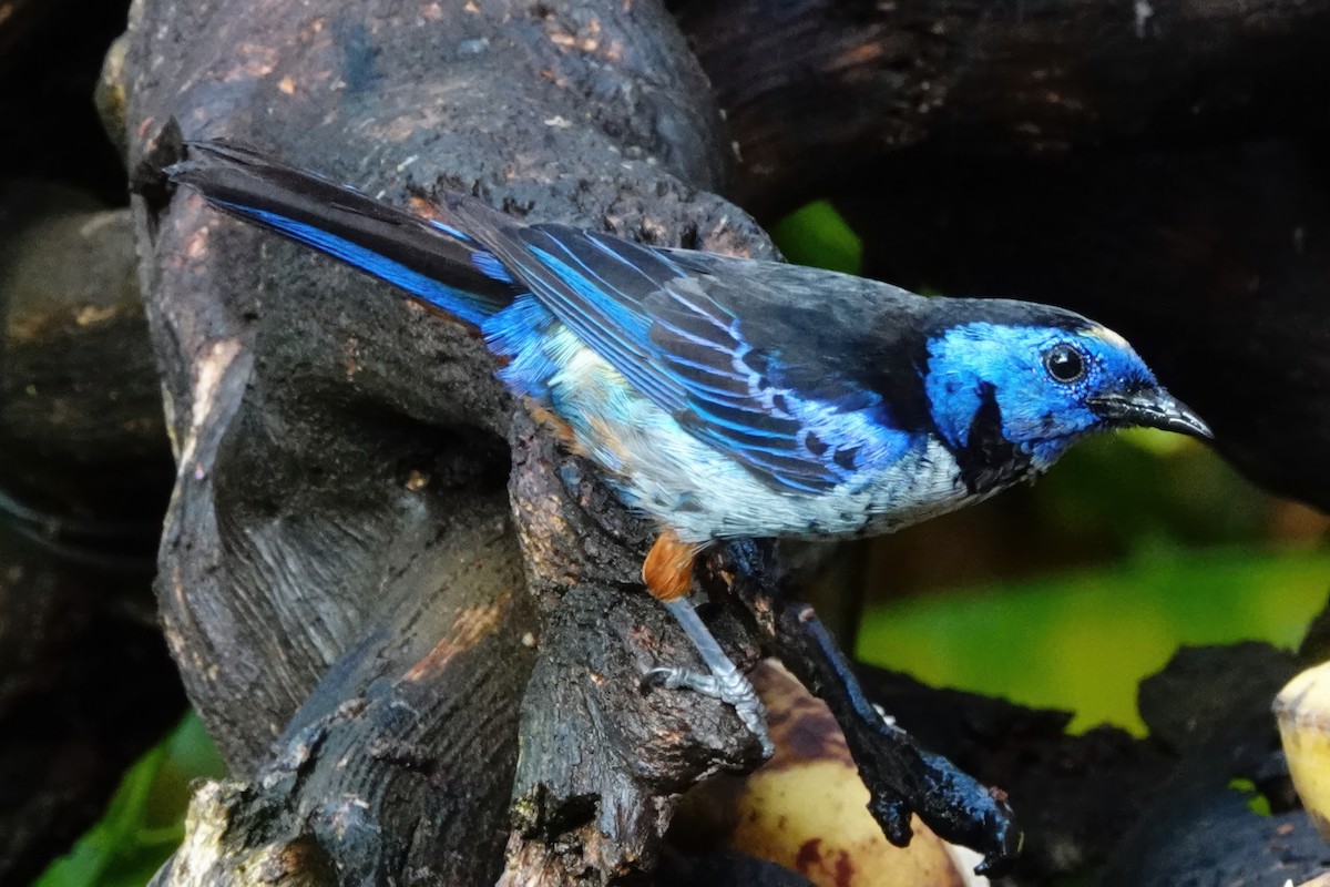 Opal-rumped Tanager (Silver-breasted) - ML538106741