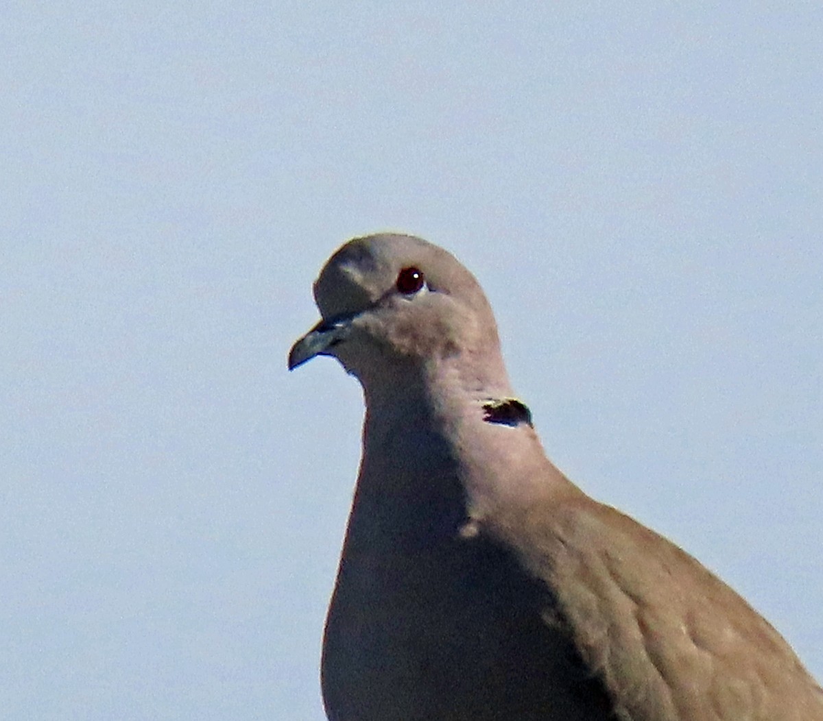 Eurasian Collared-Dove - JoAnn Potter Riggle 🦤