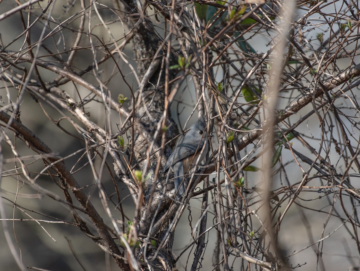 Tufted Titmouse - ML538108191