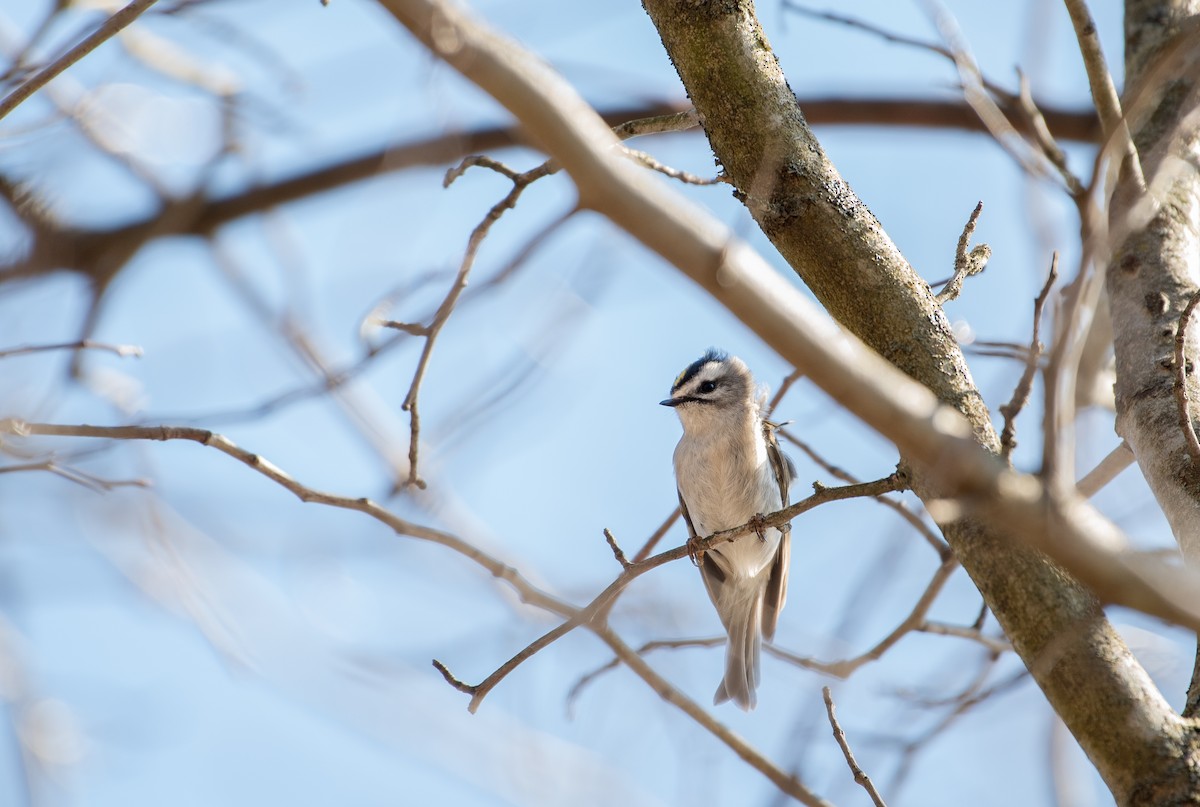 Golden-crowned Kinglet - ML538108261