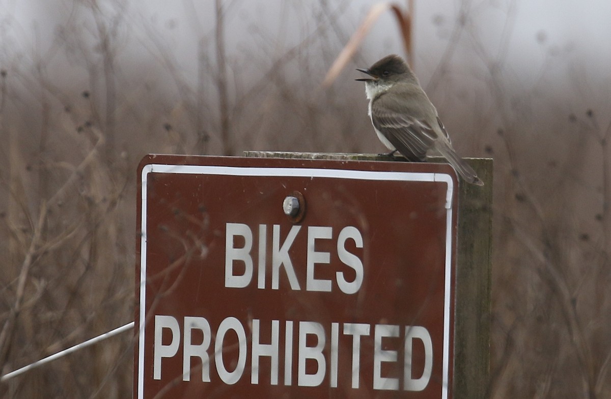 Eastern Phoebe - ML538109001