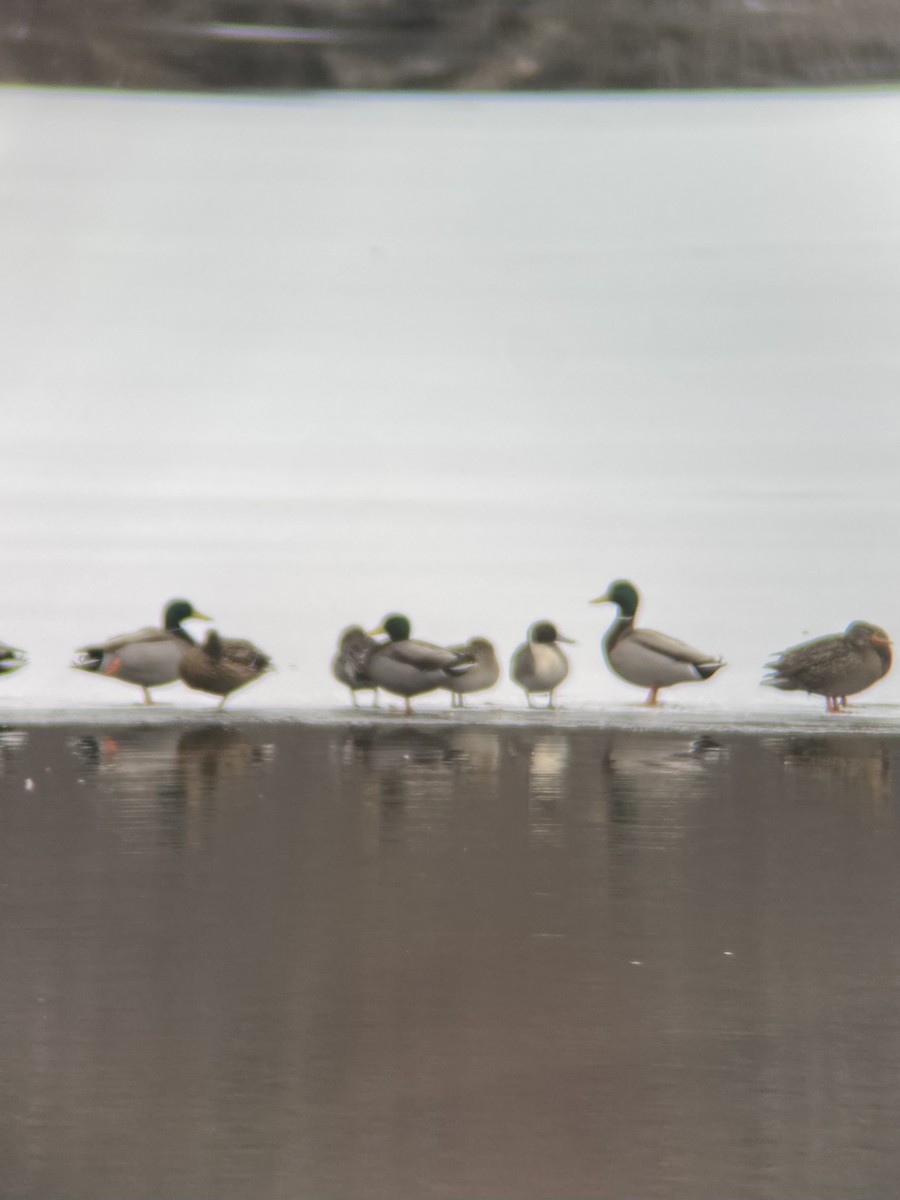 Northern Pintail - ML538109721