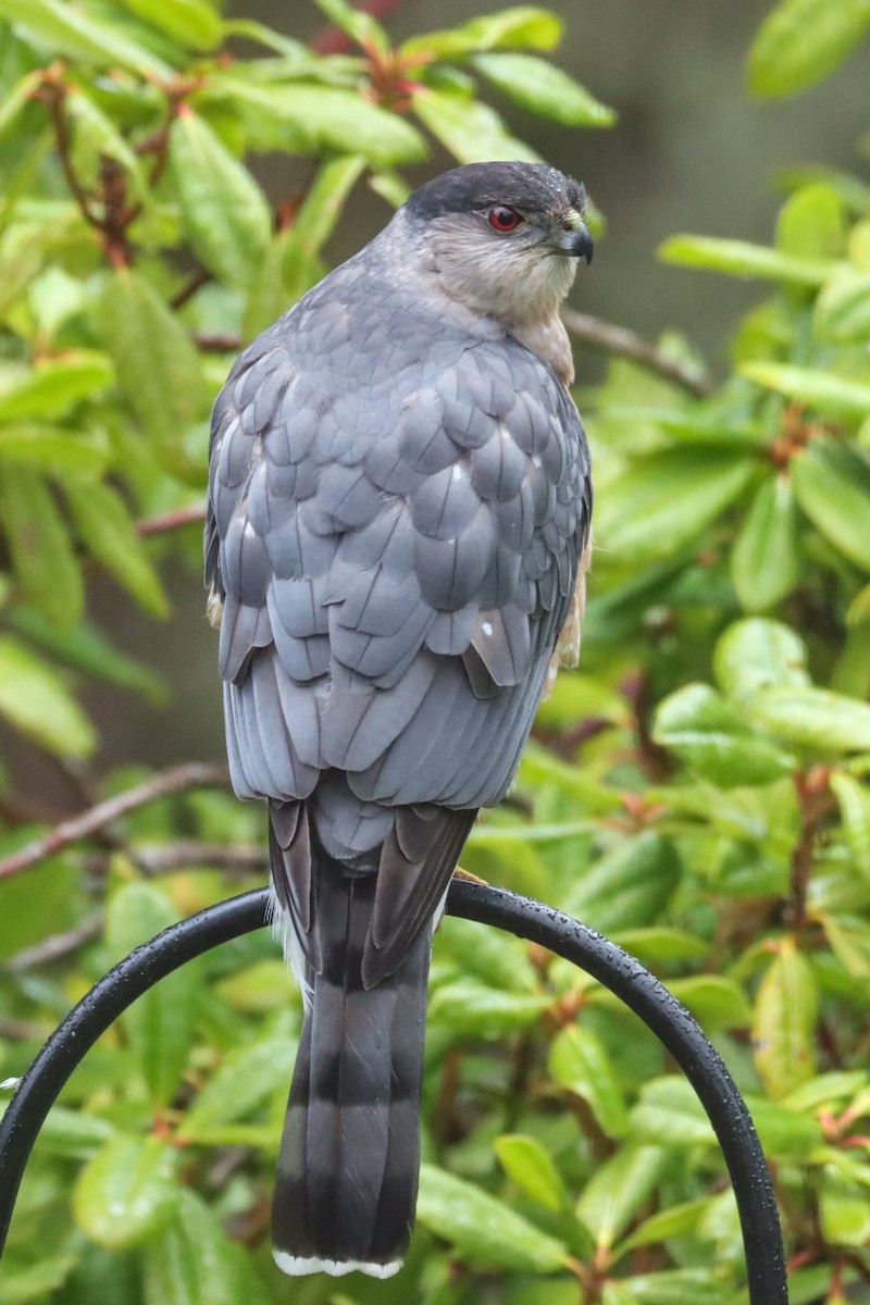 Cooper's Hawk - ML538109741