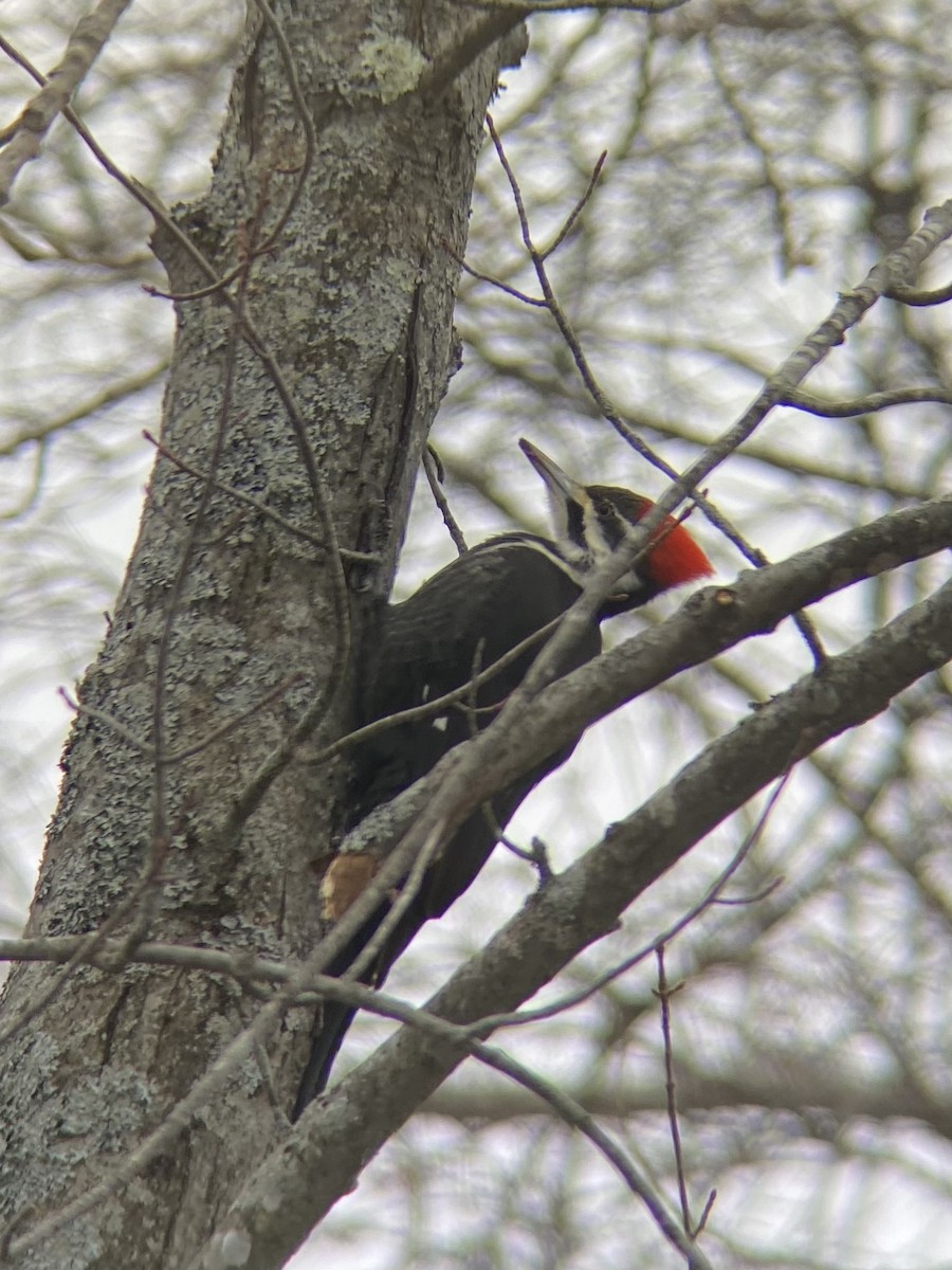 Pileated Woodpecker - ML538110401