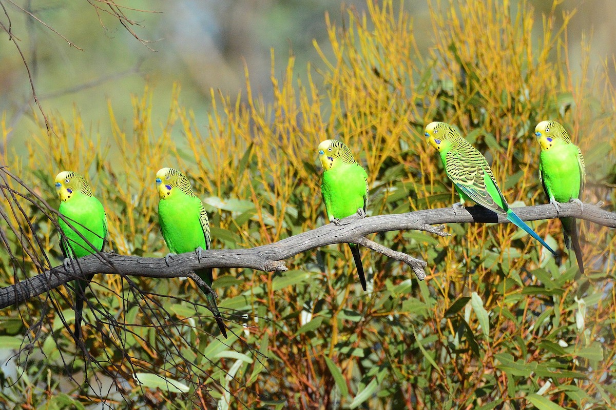 Budgerigar - ML538110521