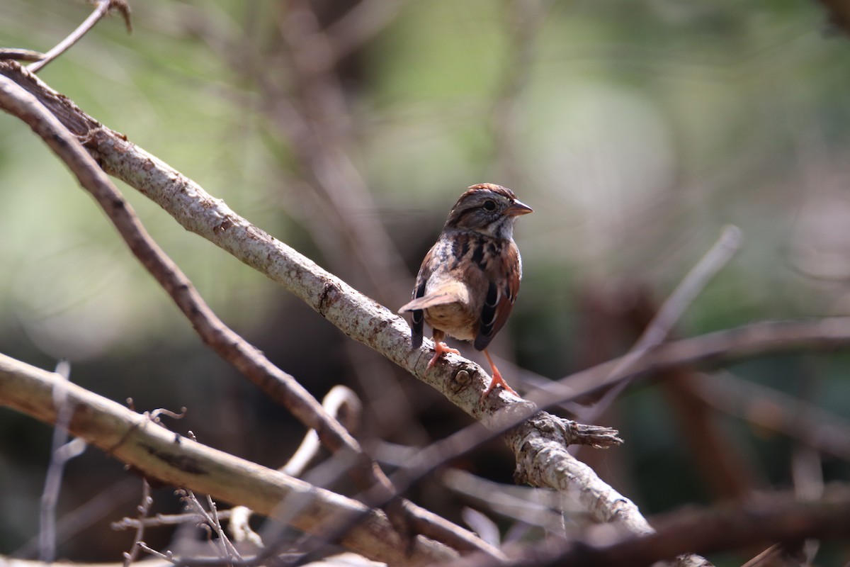 Swamp Sparrow - ML538111191