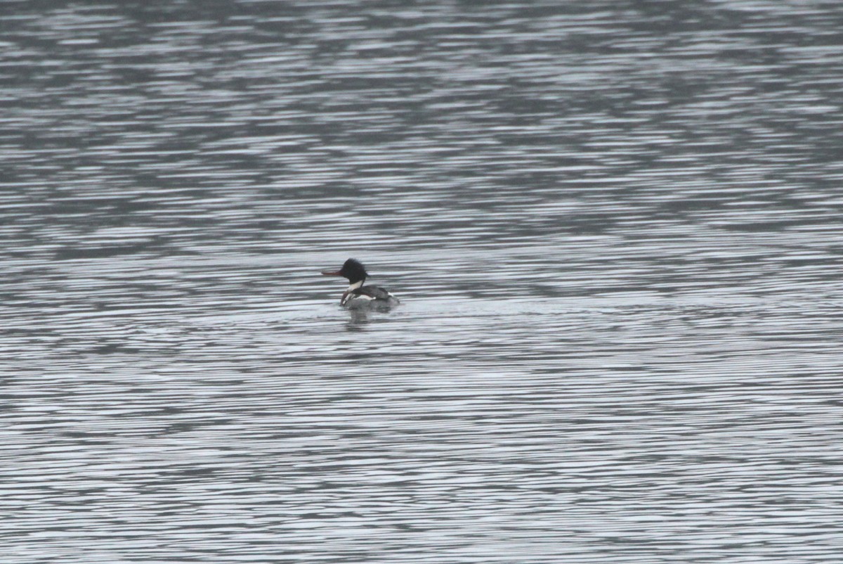 Red-breasted Merganser - ML538111811