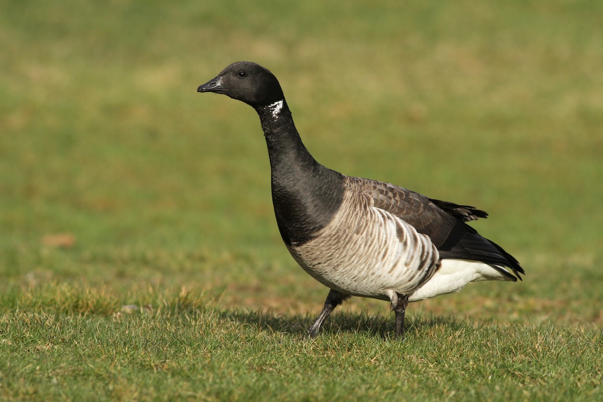 berneška tmavá (ssp. hrota) - ML53811211