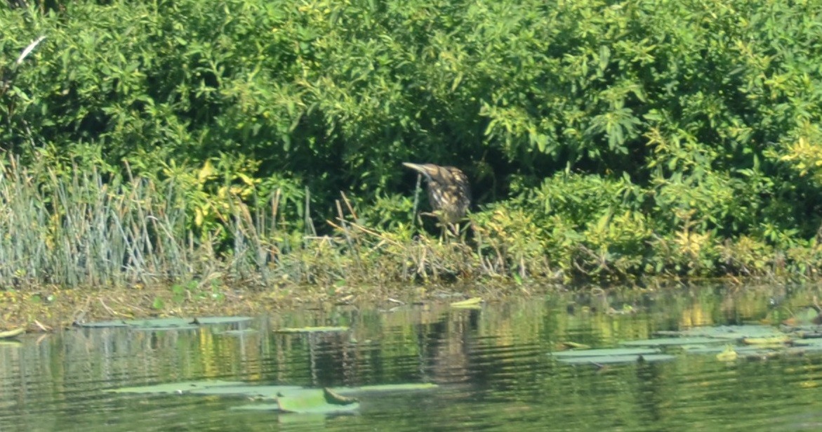 American Bittern - Pratibha Singh