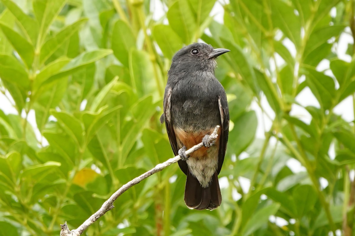 Swallow-winged Puffbird - ML538112931