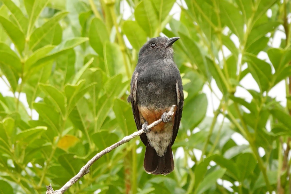 Swallow-winged Puffbird - ML538112951