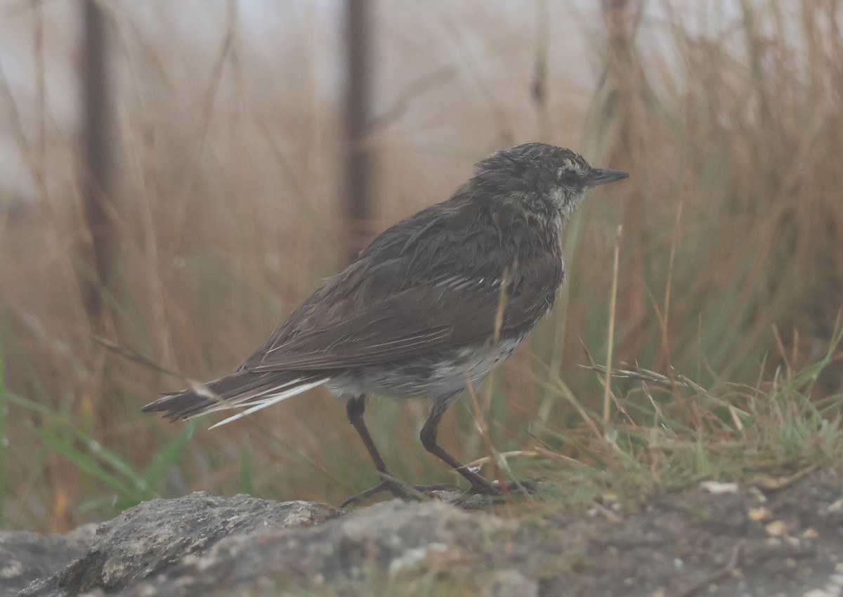 New Zealand Pipit - ML538114401