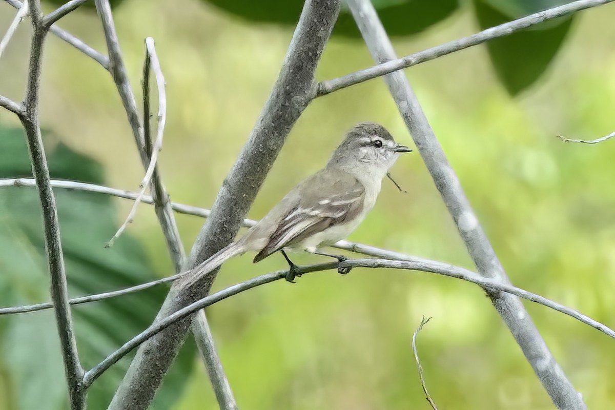 Weißzügel-Kleintyrann - ML538114611