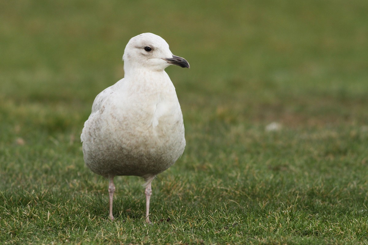 Iceland Gull (kumlieni) - ML53811551