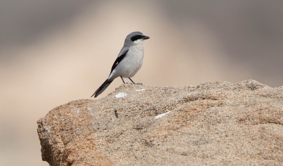 Loggerhead Shrike - ML538117271