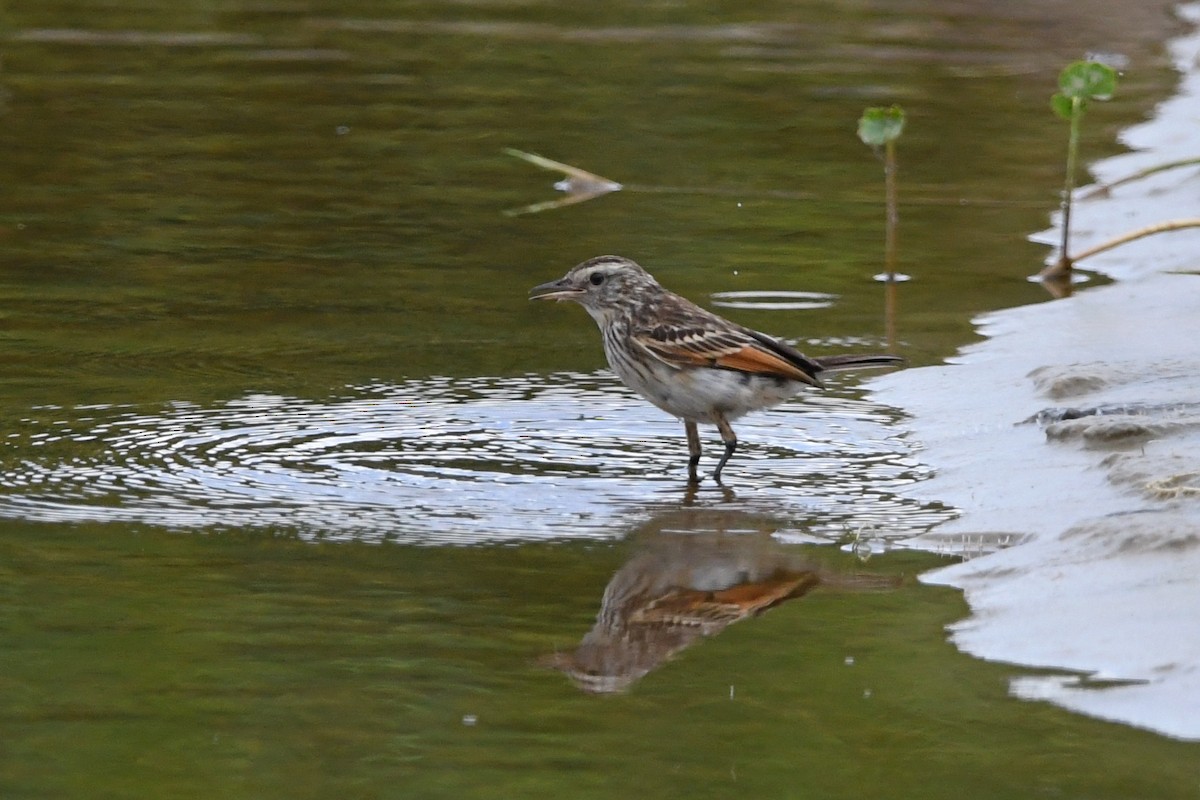 Spectacled Tyrant - ML538117721