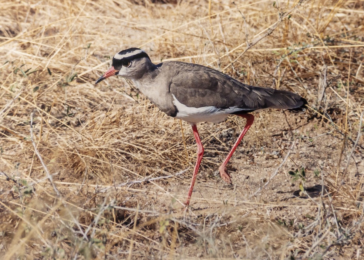 Crowned Lapwing - ML538118231