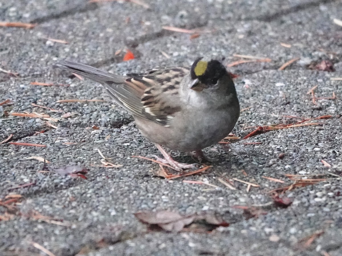 Golden-crowned Sparrow - ML538118491