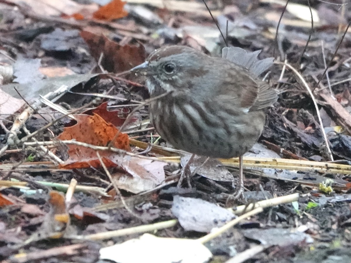 Song Sparrow - ML538118701