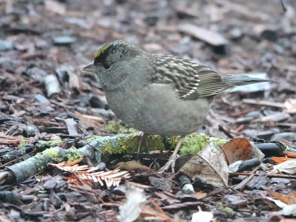 Golden-crowned Sparrow - ML538118921