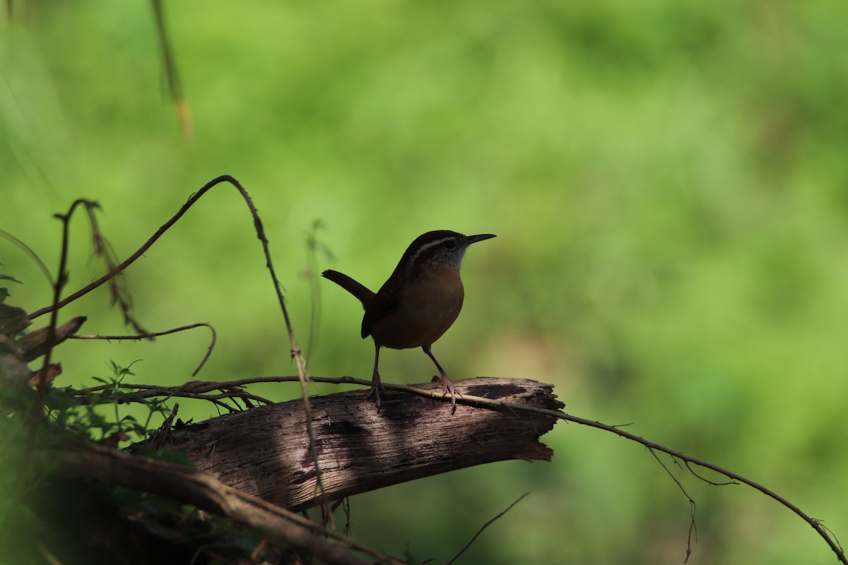 Carolina Wren - ML538118961