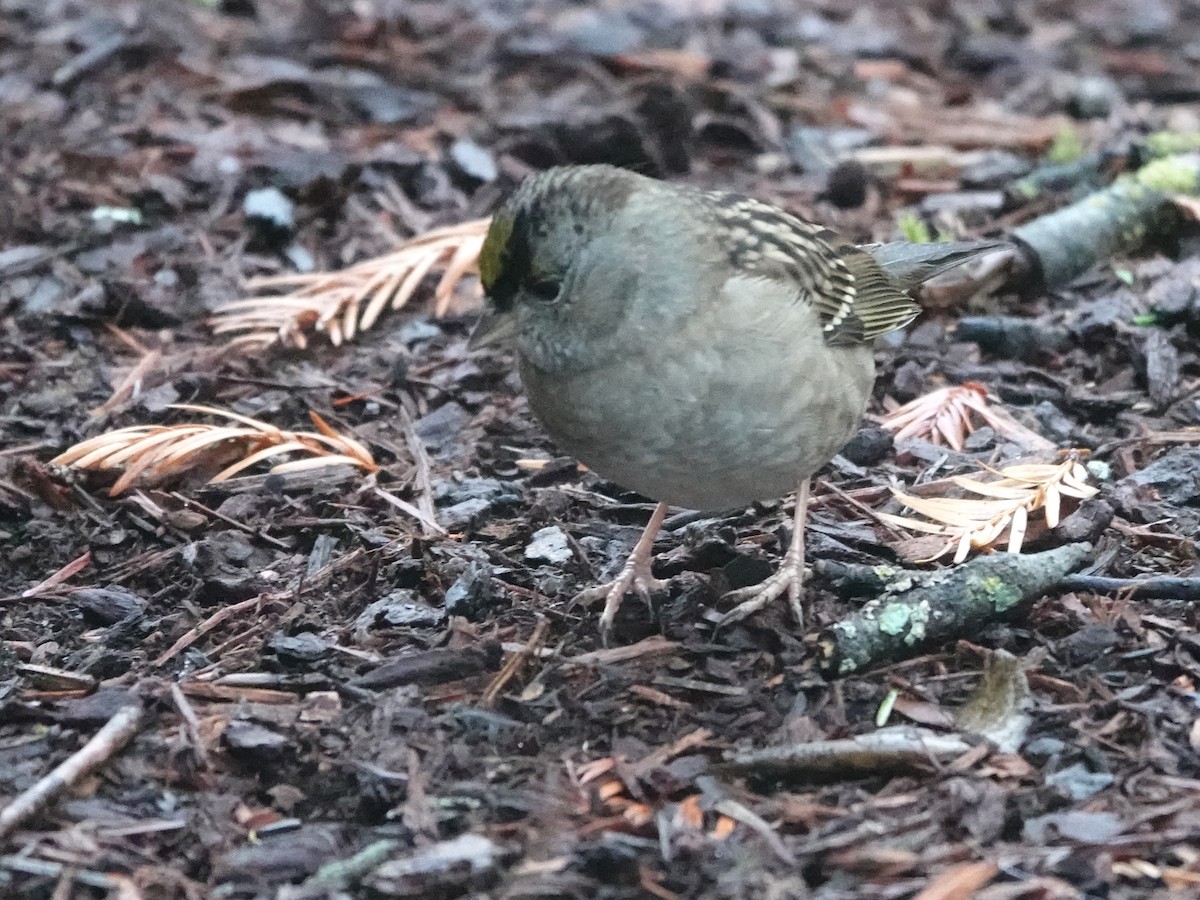 Golden-crowned Sparrow - ML538119011