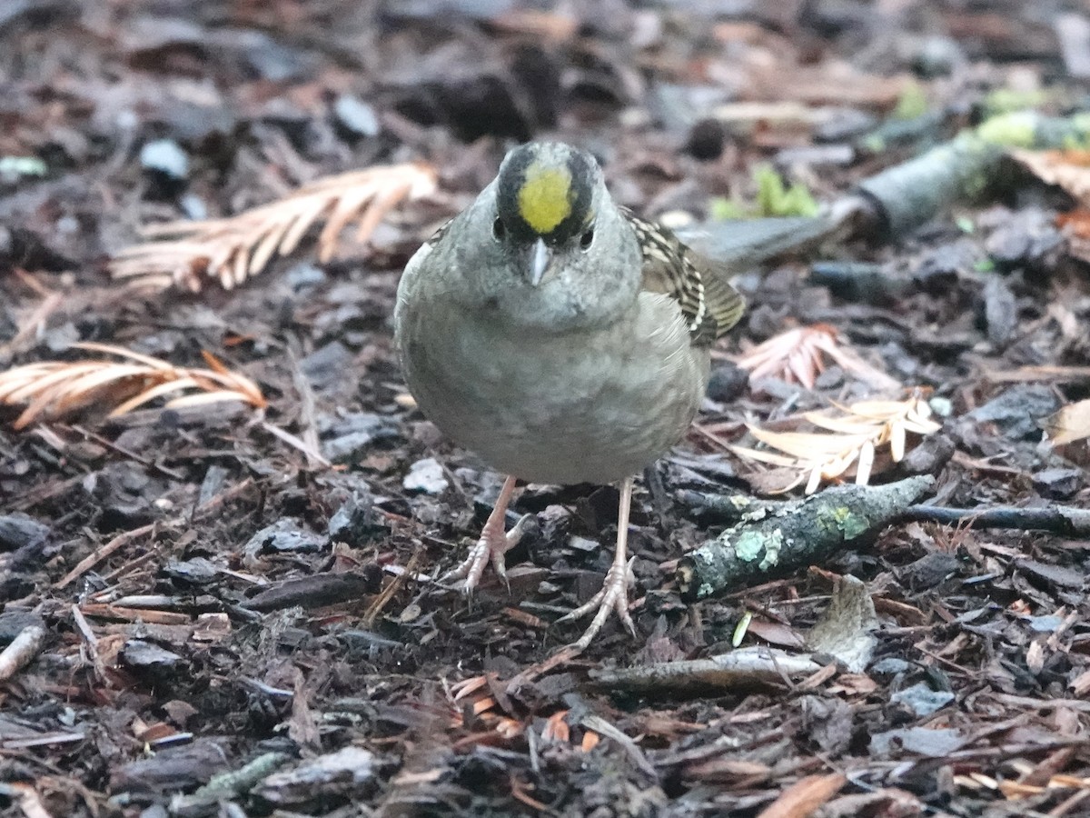 Golden-crowned Sparrow - Liz Soria