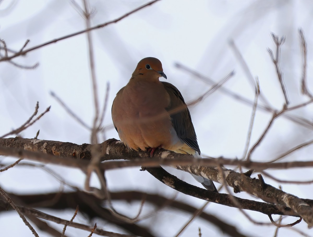Mourning Dove - Eric Patry