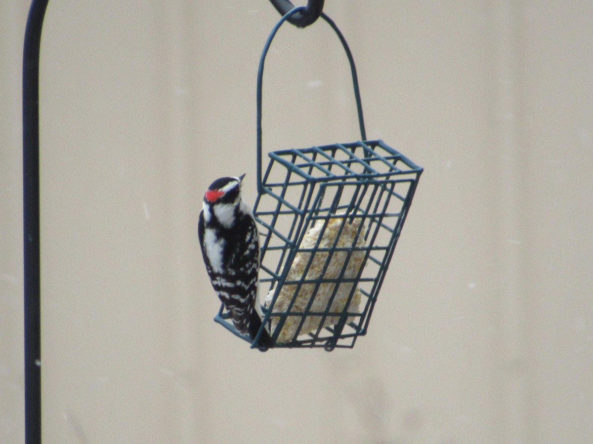 Downy Woodpecker - ML538119731