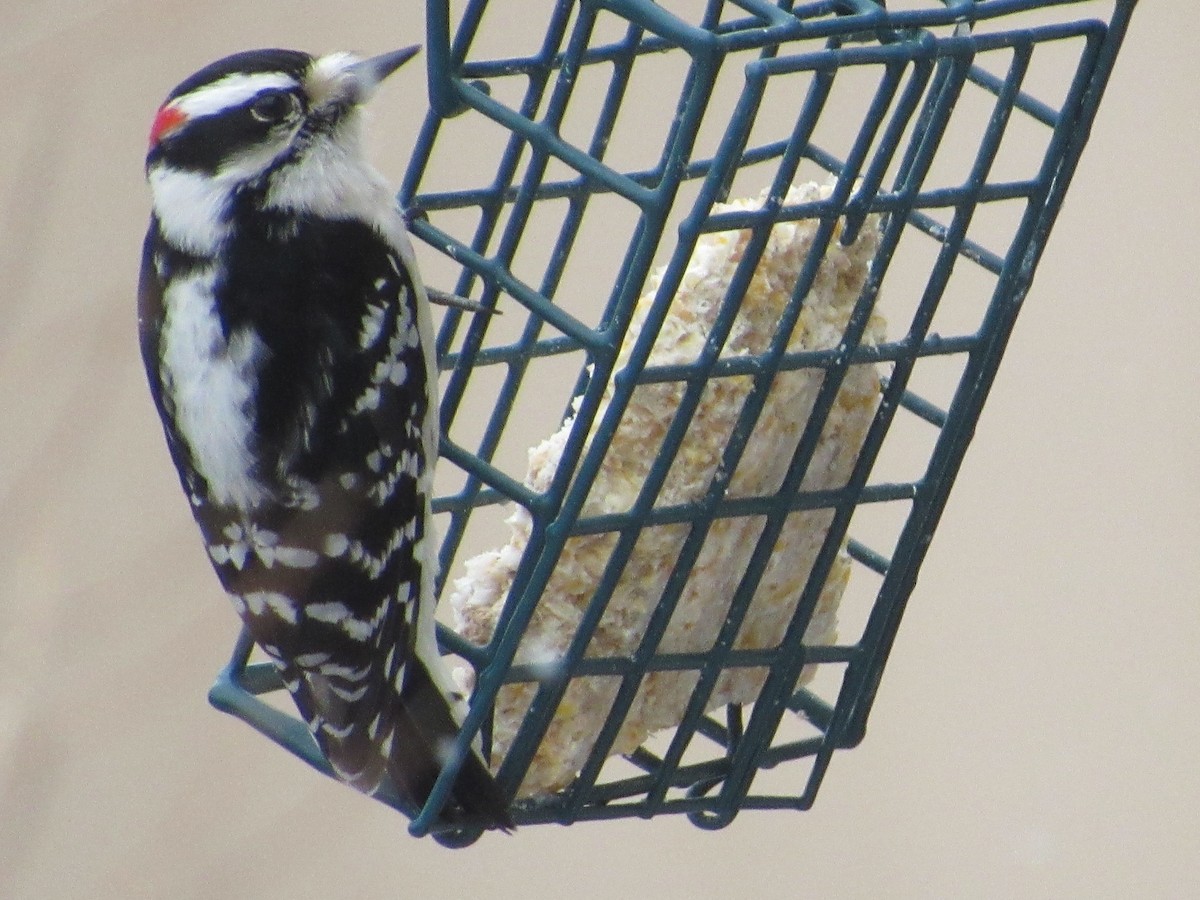 Downy Woodpecker - ML538119771