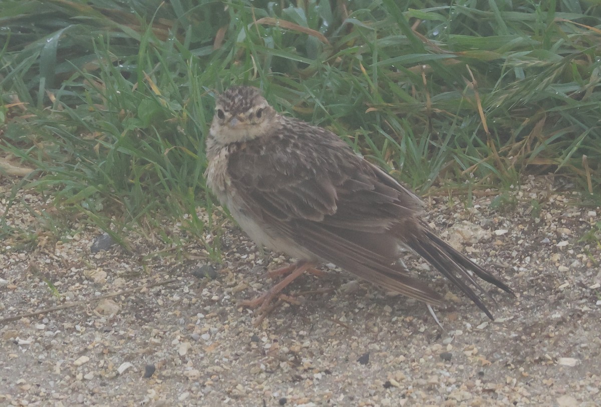 Eurasian Skylark - ML538119821