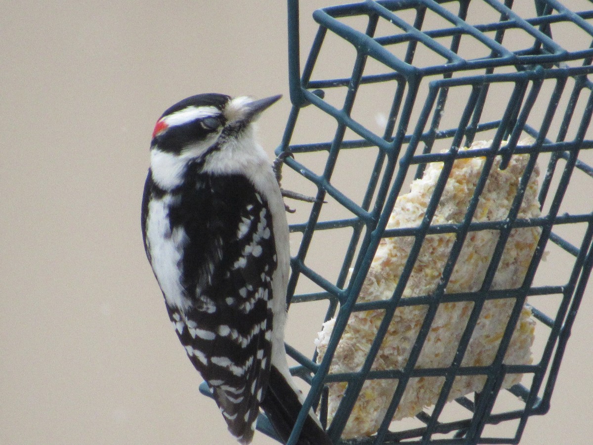 Downy Woodpecker - ML538119831