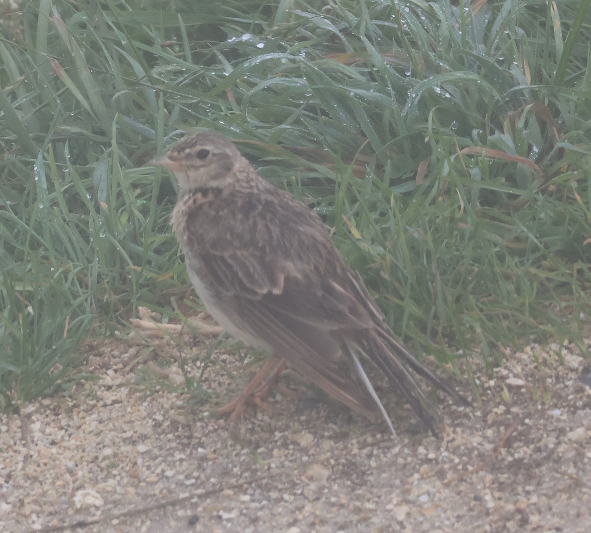 Eurasian Skylark - ML538119841