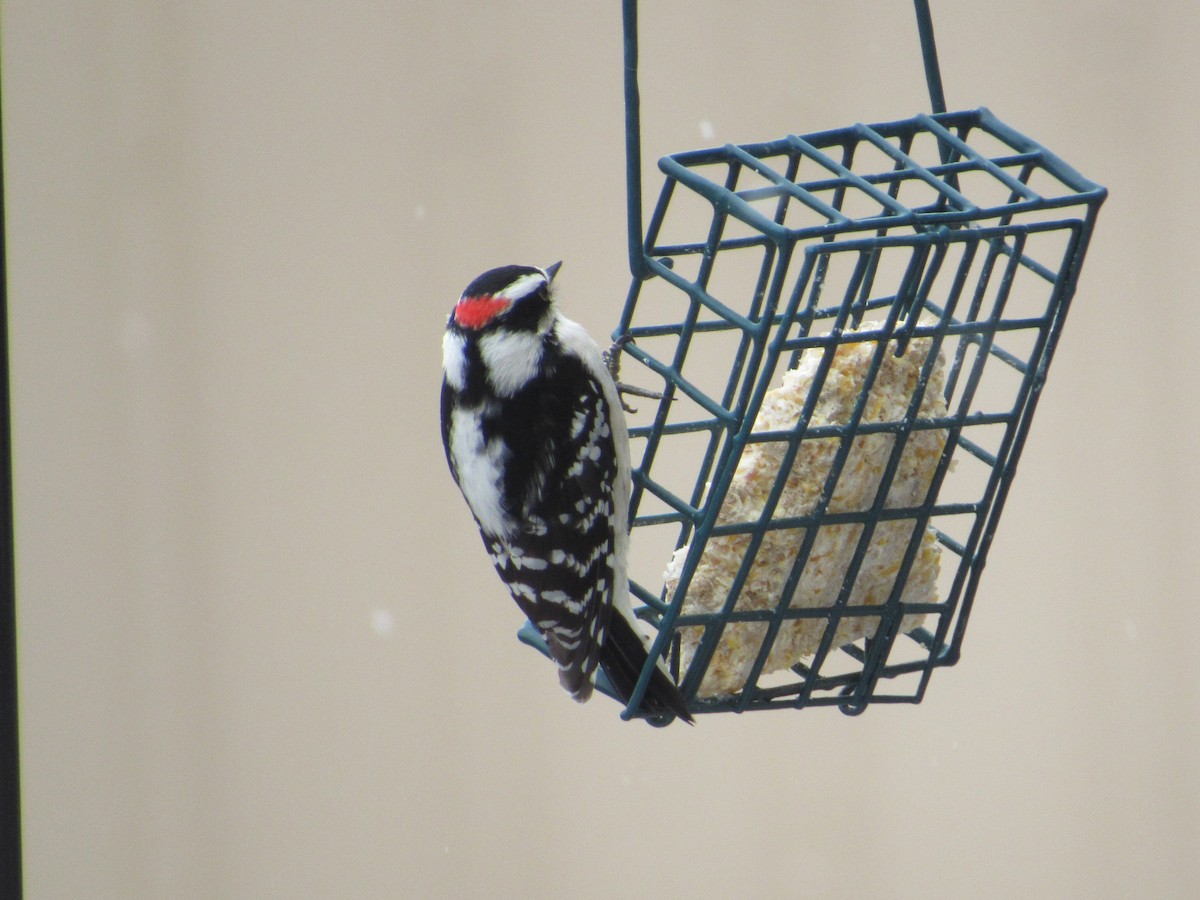 Downy Woodpecker - ML538119901
