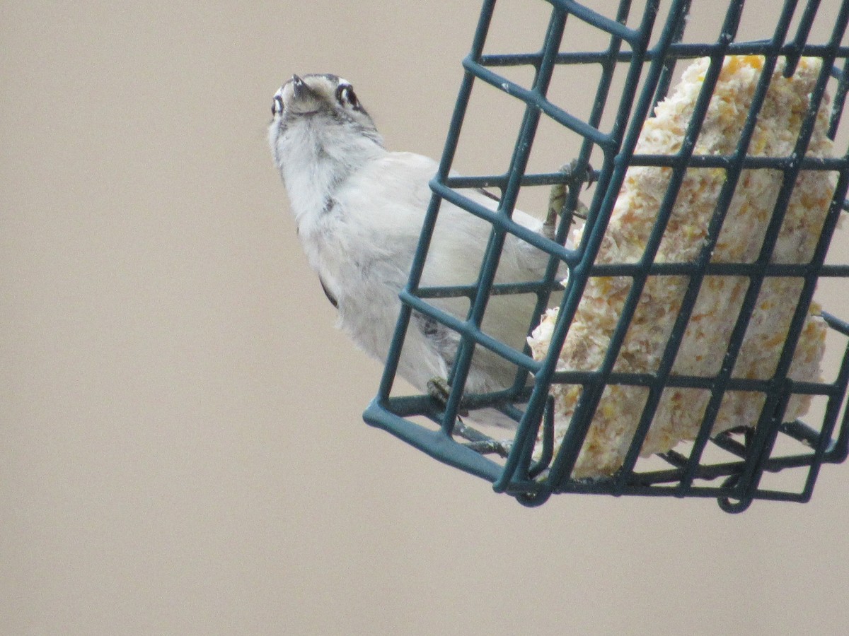 Downy Woodpecker - ML538120011