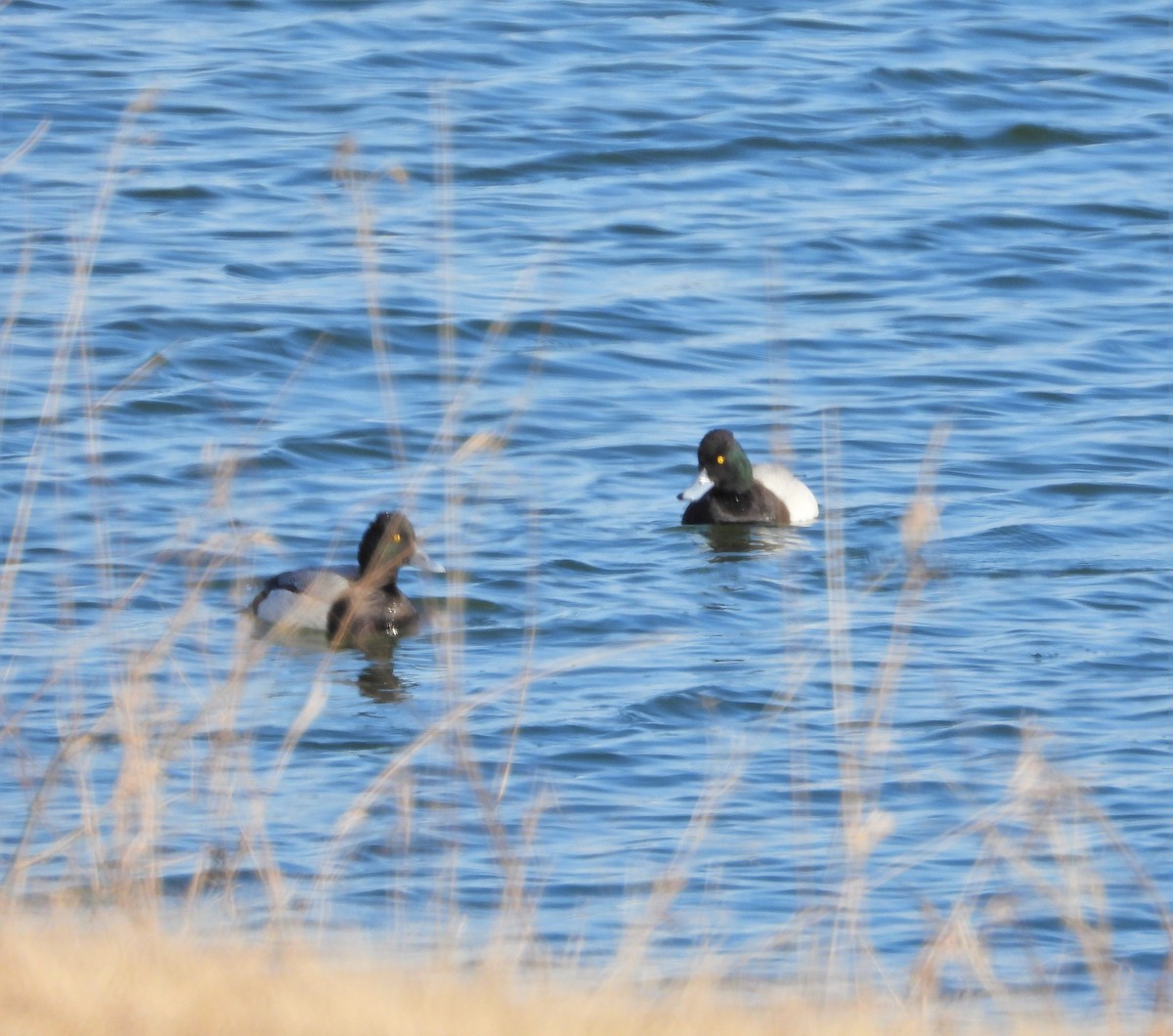 Greater Scaup - ML538120261