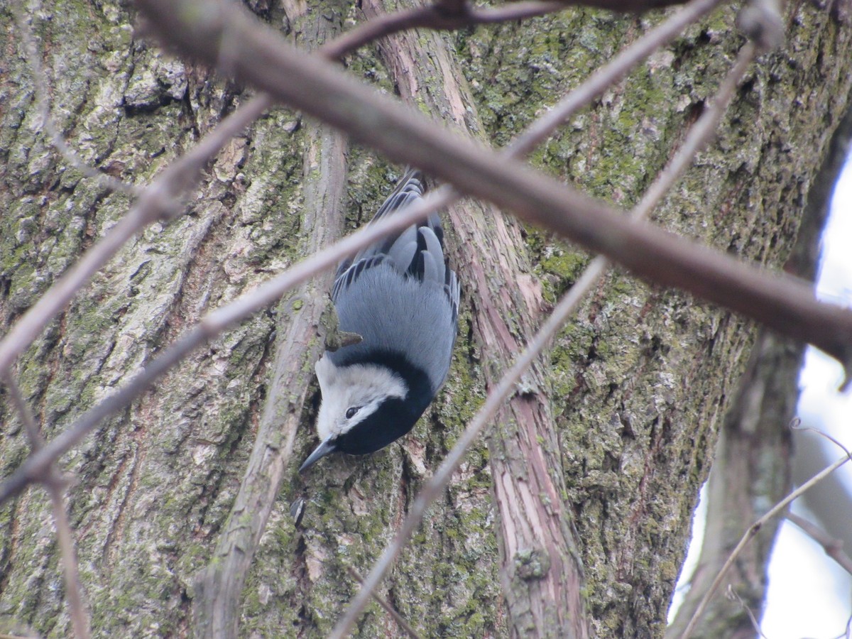 White-breasted Nuthatch - ML538120371