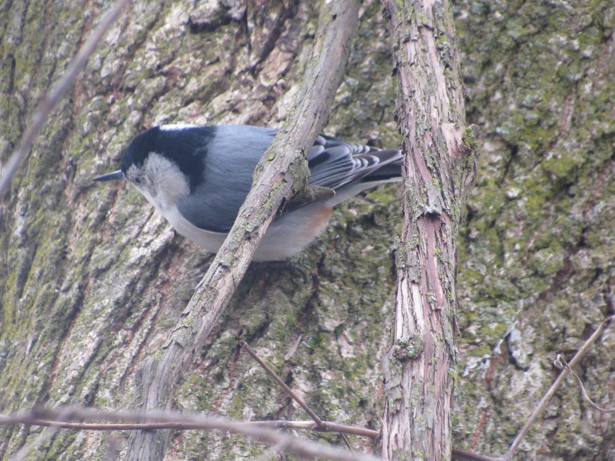 White-breasted Nuthatch - ML538120381