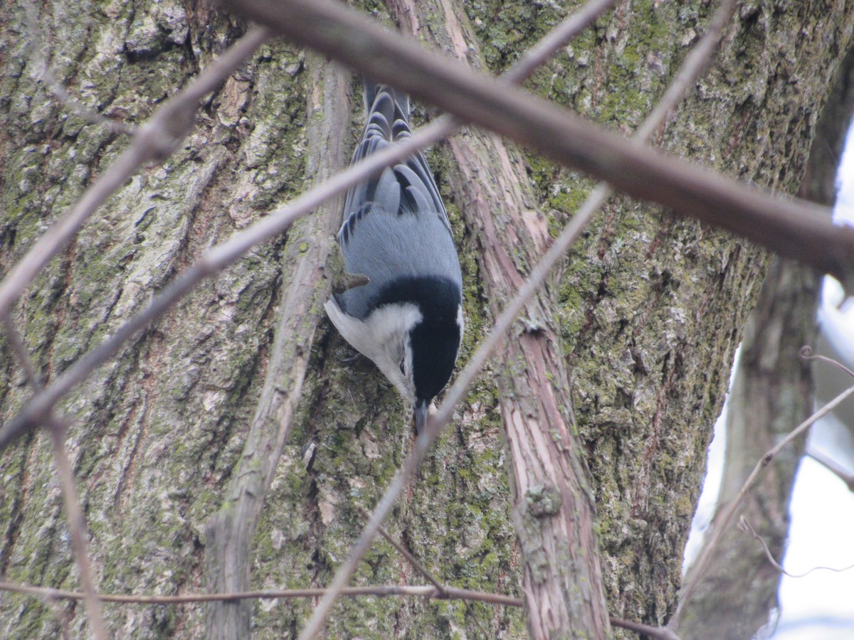 White-breasted Nuthatch - ML538120391