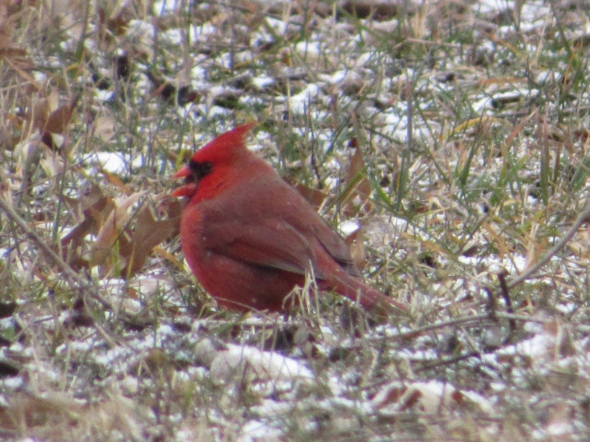 Cardinal rouge - ML538120471