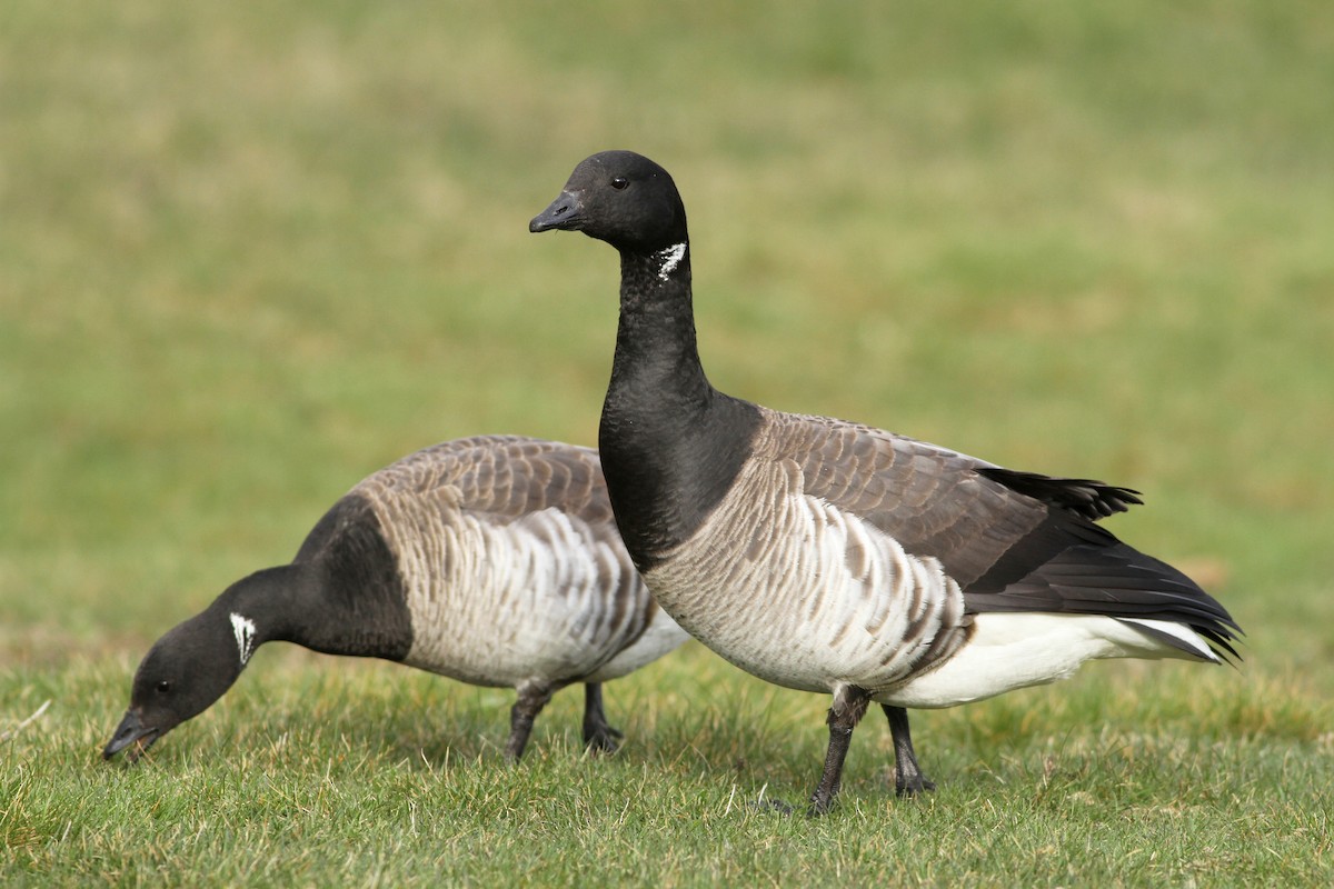 berneška tmavá (ssp. hrota) - ML53812141