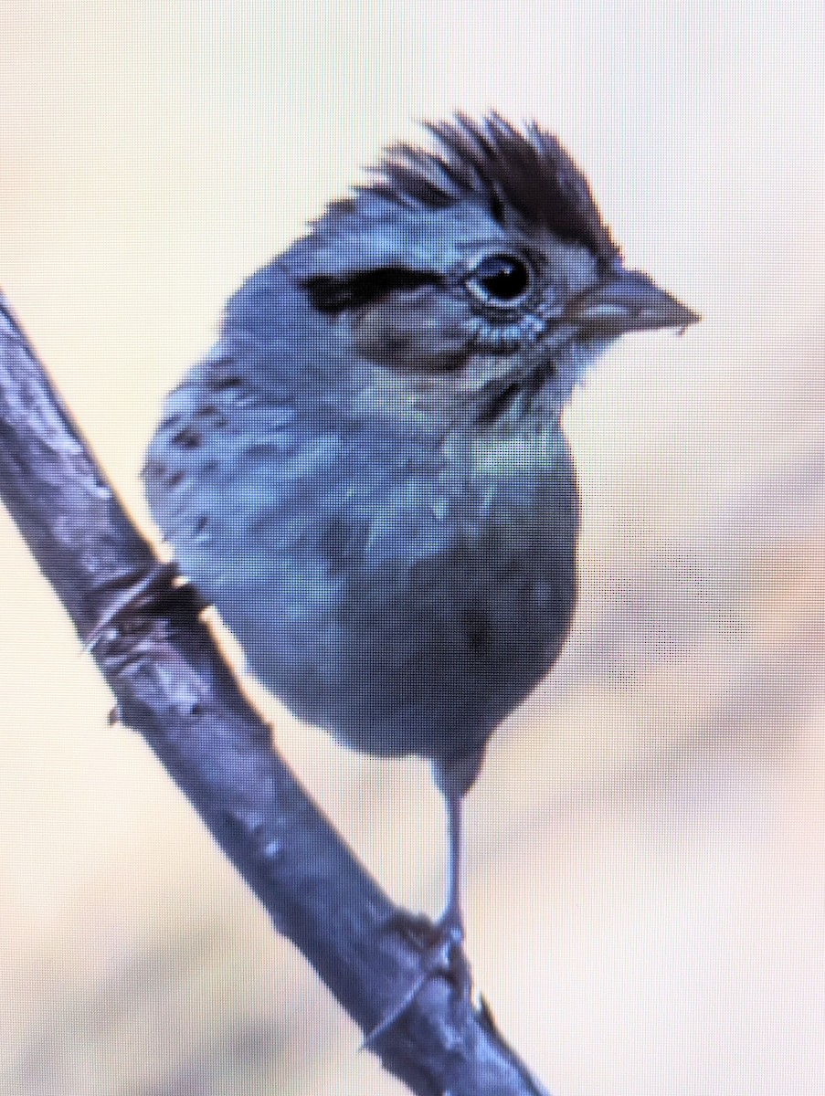 Swamp Sparrow - ML538122461