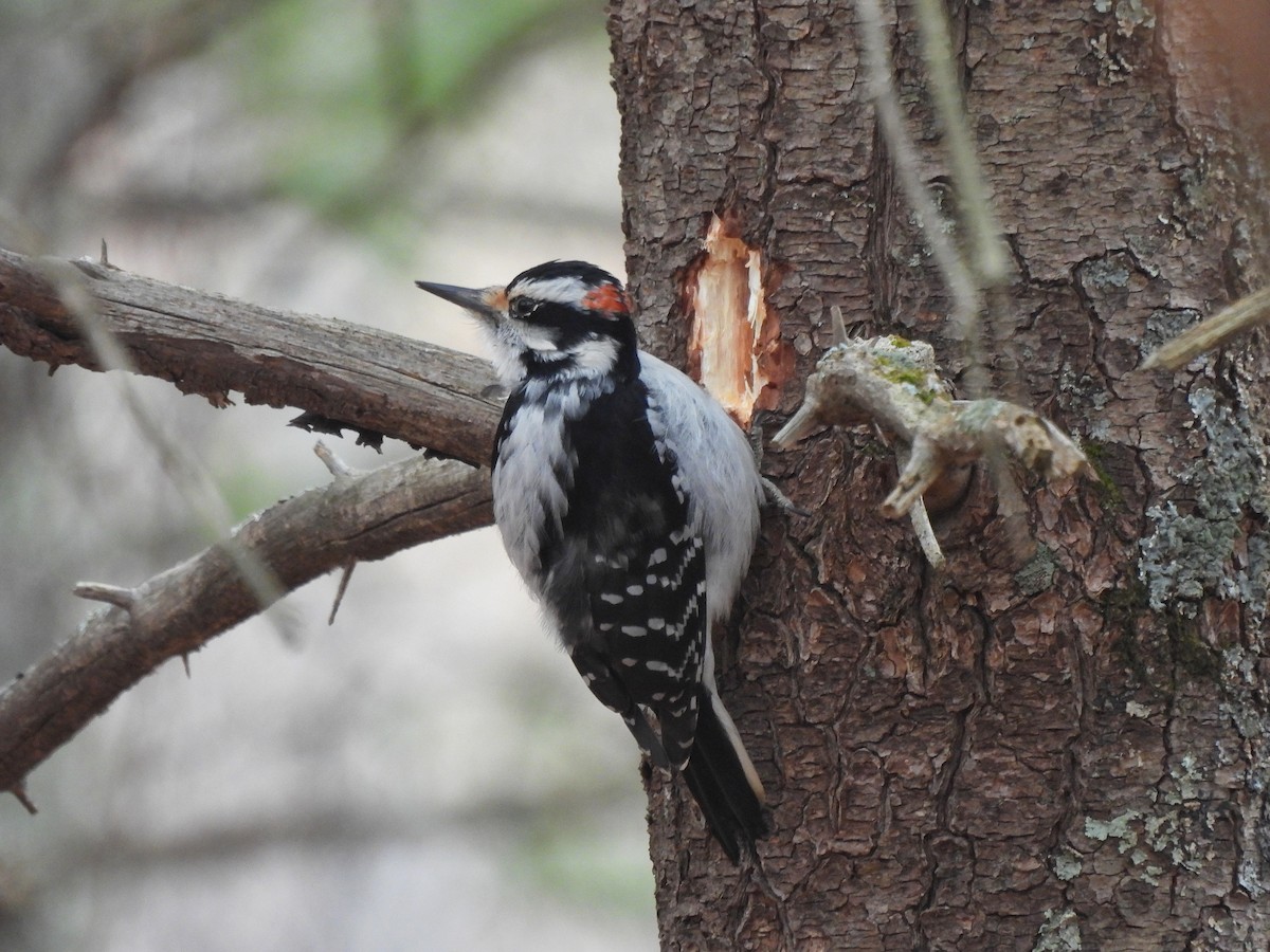 Hairy Woodpecker (Eastern) - ML538122831