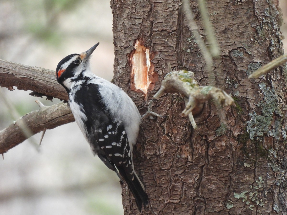 Hairy Woodpecker (Eastern) - ML538122841