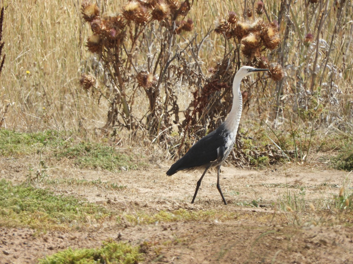 Pacific Heron - ML538122911